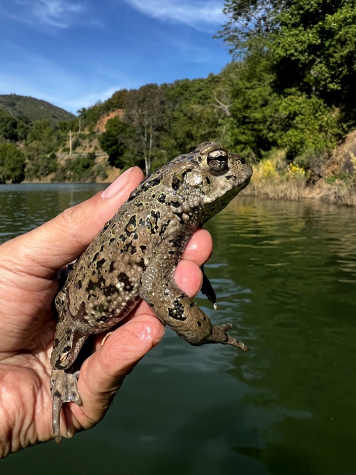 California Toad